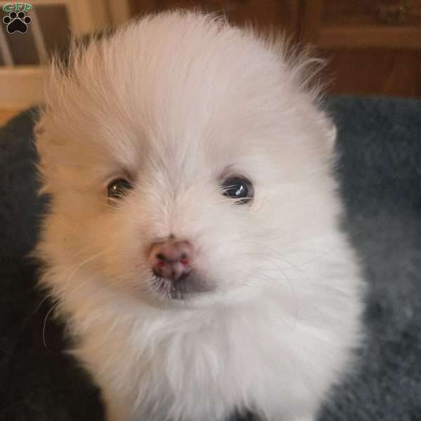 Eric, Pomeranian Puppy